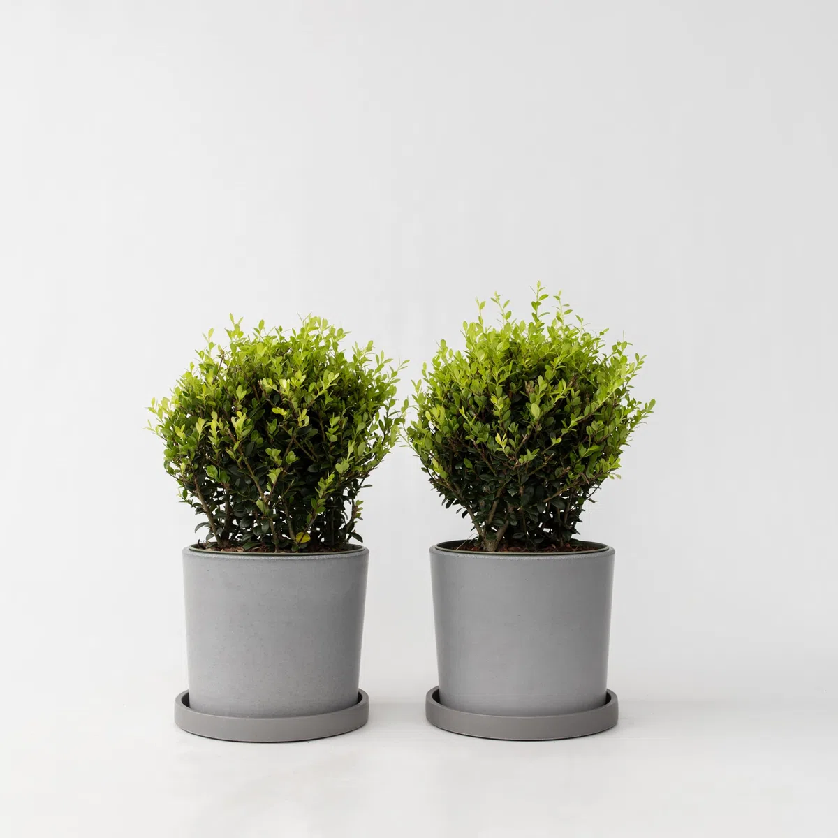 Plant in a Box - Ilex crenata - Forma sferica 'Agrifoglio giapponese' - set da 2 - Sostituto del bosso - Pianta da giardino - ⌀17 cm - Altezza 30-40 cm