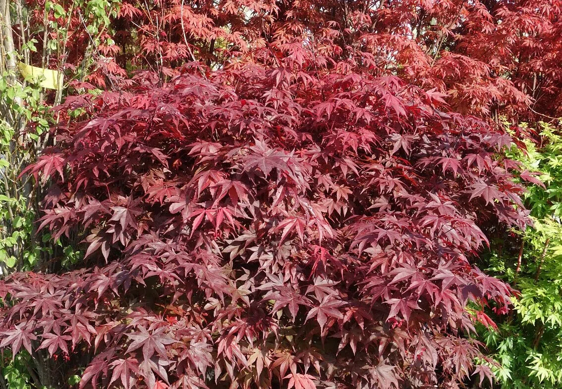 Acero rosso giapponese "Acero palmatum Fireglow" FG1 pianta innestata in vaso 2 litri Vivaio di Castelletto