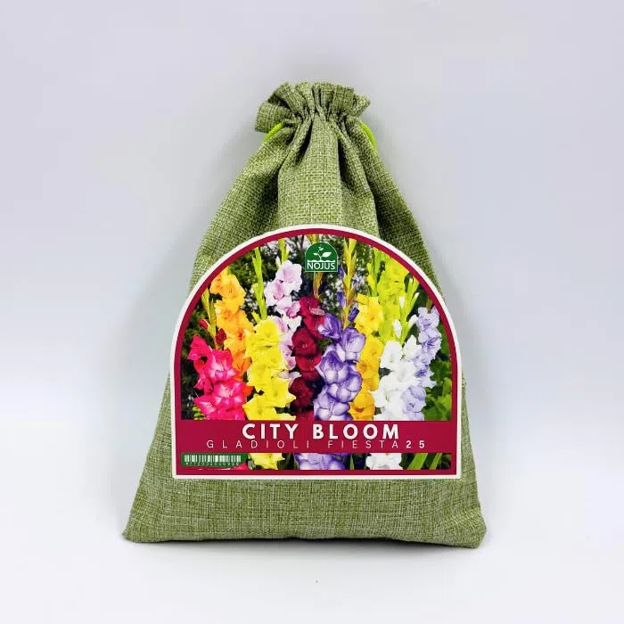 Nojus City Bloom Gladioli Fiesta 25 – Mix di Bulbi di Gladiolo Colorati, Fiori Estivi Vivaci per Giardino, Aiuole, Bordure e Fiori Recisi – 25 Pezzi