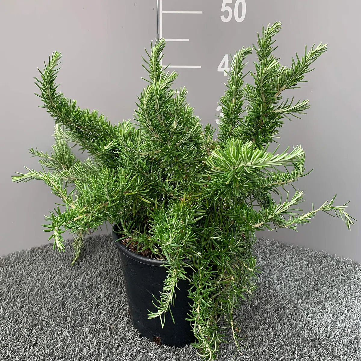 ROSMARINO PROSTRATO │ Pianta aromatica officinale in vaso Ø 18 cm