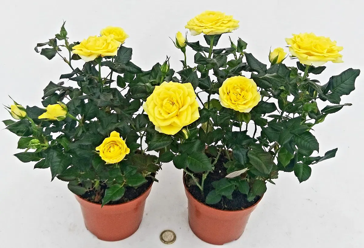 POWERS TO FLOWERS - ROSA DA GIARDINO RAMPICANTE e RIFIORENTE, ROSA GIALLA, 2 PIANTE, Piante Vere