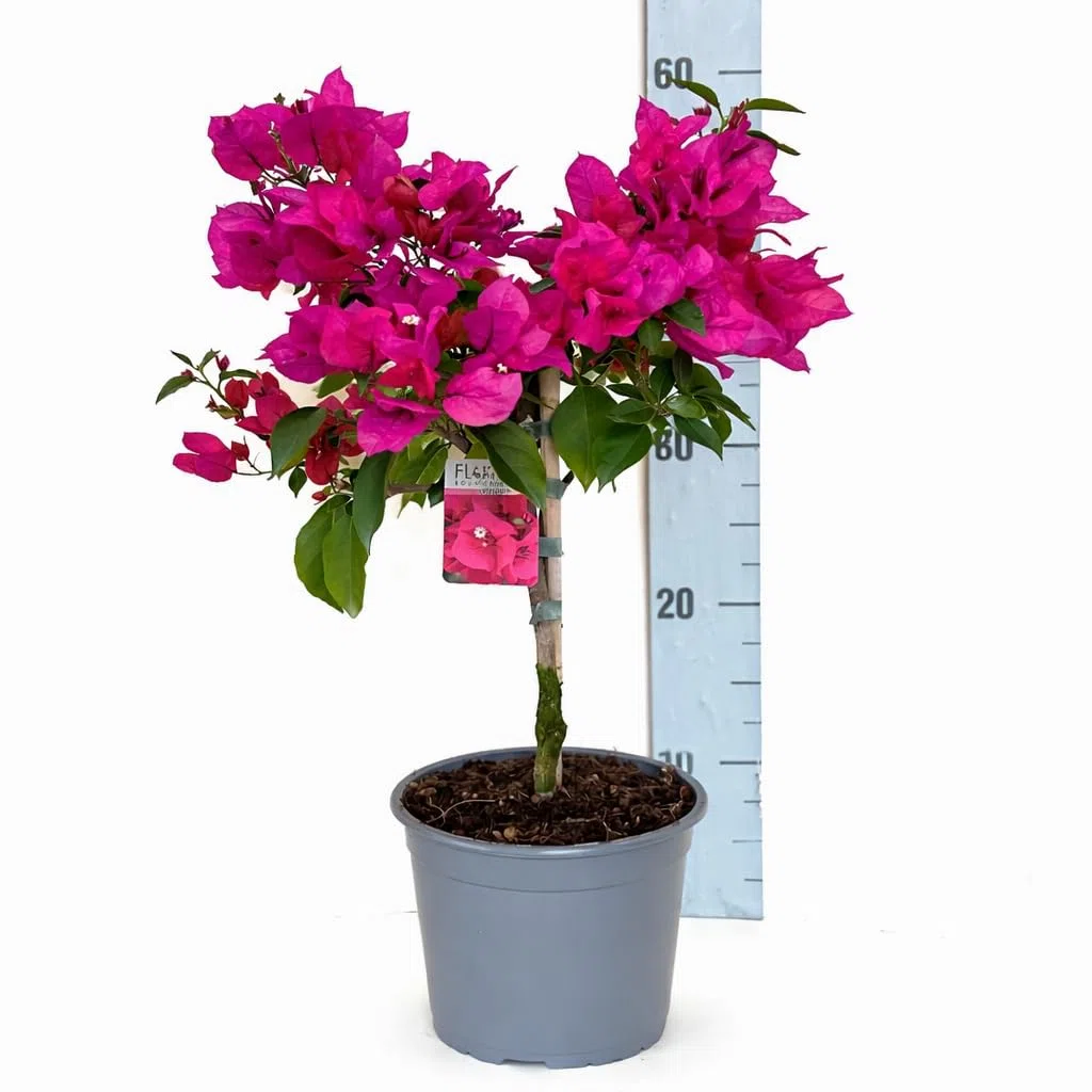 Bouganville in vaso – pianta vera rampicante in vaso 17 - Bouganvillea Alta circa 55 cm - Pianta da esterno - Pianta da interno - Fucsia/Rosa