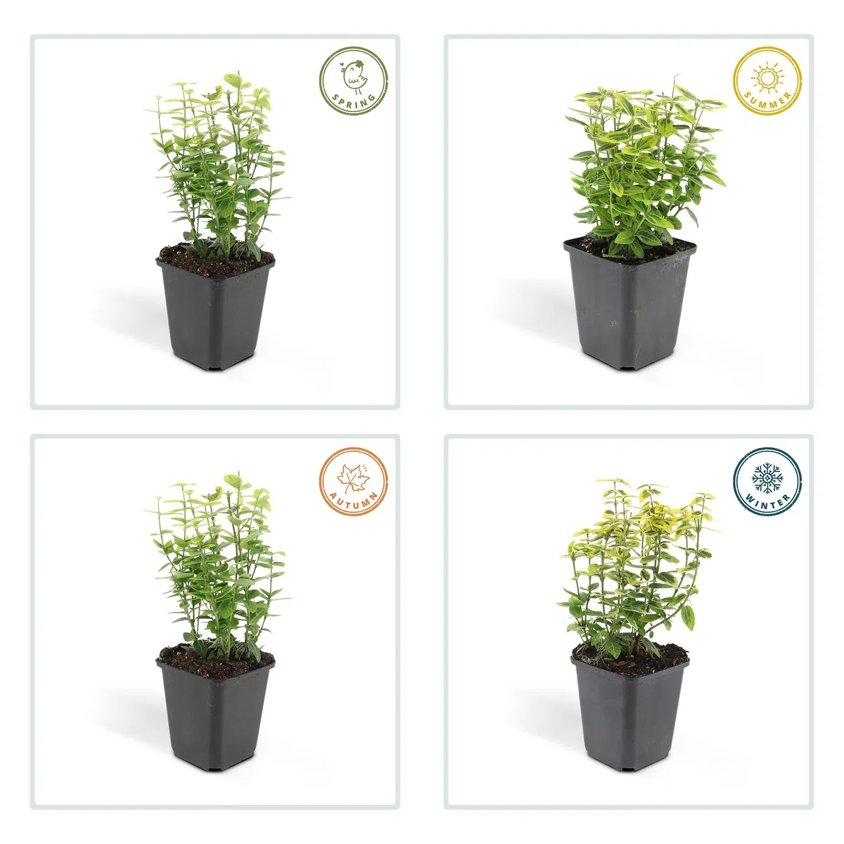 Euonymus Fortunei con Foglie Variegate, Siepi, Giallo Verde, Set 24 Pz