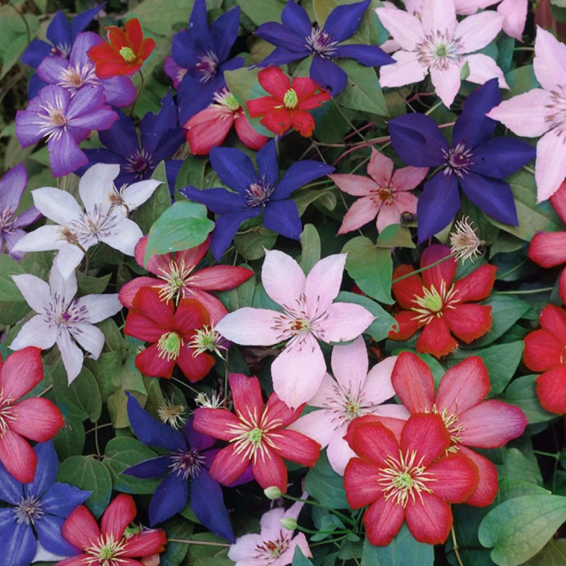 CLEMATIDE ARCOBALENO 4 PIANTE 4 COLORI ESPOSIZIONE MISTA PIANTE DA FIORE PER IL GIARDINO - 20-40CM ALTEZZA