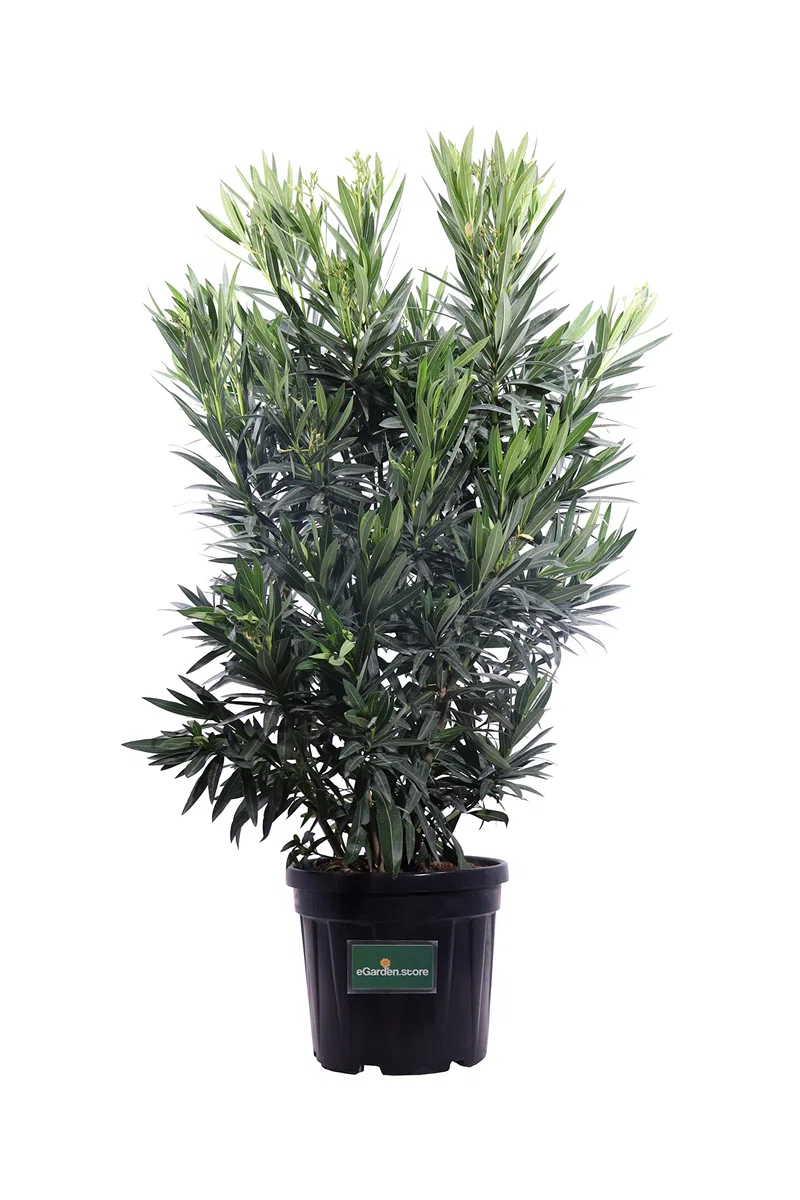 Pianta di Oleandro Pianta di Nerium Oleander pianta da esterno pianta da giardino pianta da fiore pianta ornamentale di Oleandro pianta vera venduta da eGarden.store (Angiolo Pucci v.40 cm)