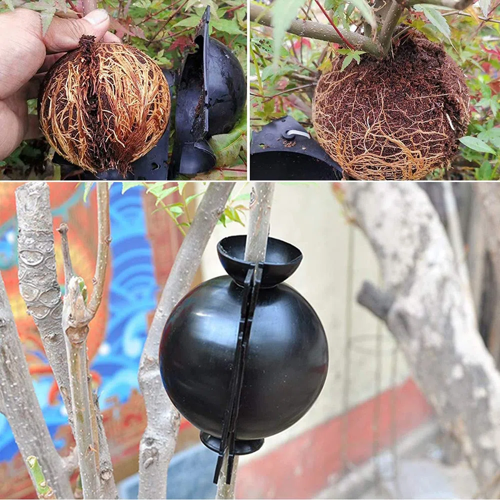 Dispositivo di Radicazione Delle Piante, 4 Pezzi Scatola di Innesto Delle Piante, Scatola per Innesto, per la Riproduzione Asessuata di Piante da Giardino Indoor e Outdoor (Nero)