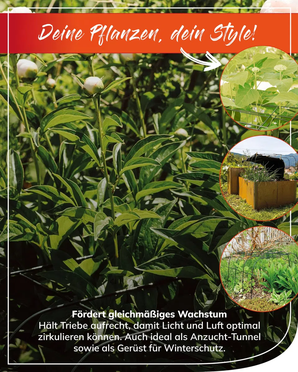 bellissa - Supporto per ortensie (Annabelle) – Supporto per piante in metallo zincato a caldo 65 cm – Supporto per ortensie e piante per grandi fiori