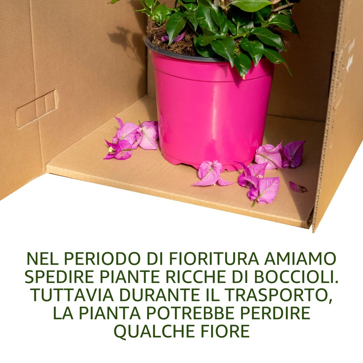 Bougainvillea (Alberello Viola/Fucsia, Vaso 17, h 50 cm)