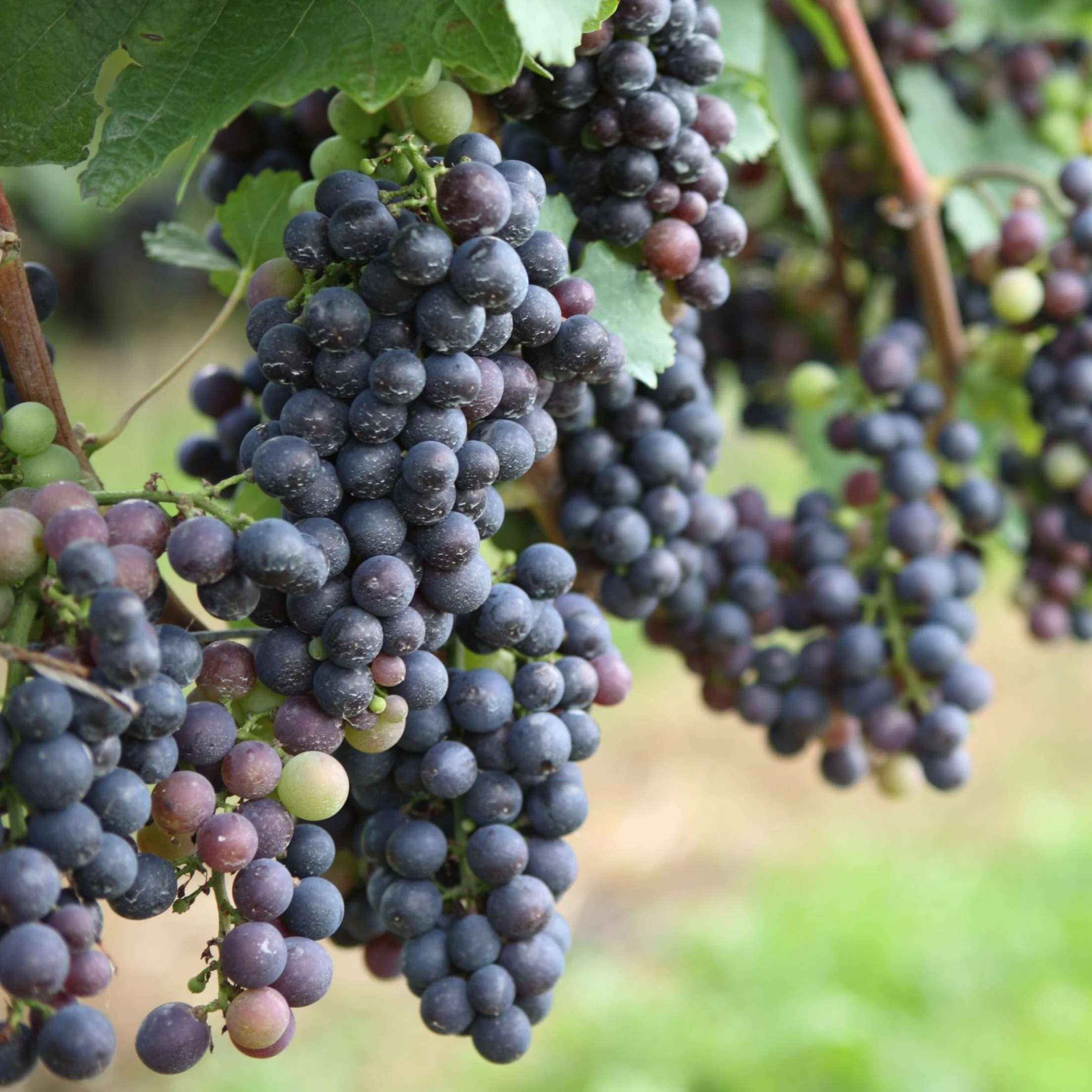Plant in a Box - Piante di uva - Mix di 3 - Vitis Vinifera - Uva - Vaso 9cm - Altezza 25-40cm