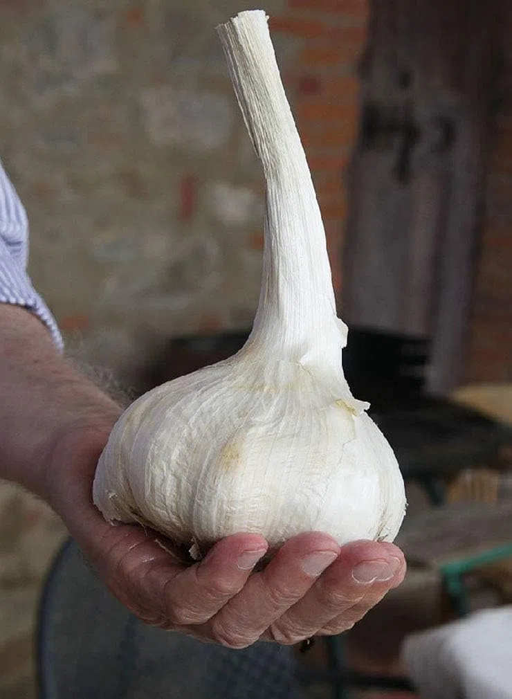 AGLIONE varietà di aglio tipica della Val di Chiana CONFEZIONE 1 CAPO (circa 200gr)