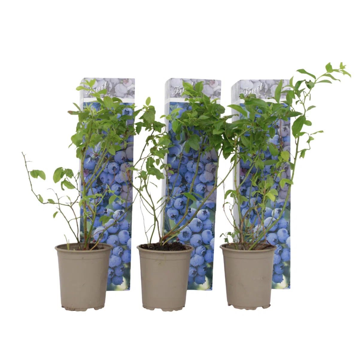 Plant in a Box - Mirtillo - Set di 3 - Resistente Vaccinium corymbosum - Vaso 9cm - Altezza 25-40cm