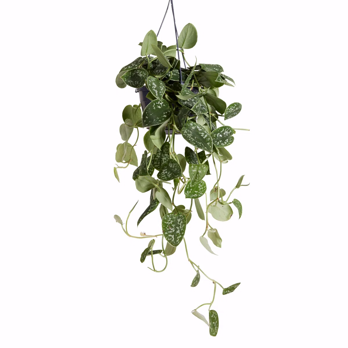 Bloomique - Scindapsus Pictus - Vite argentata - Pianta pensile - Adatta anche come pianta rampicante - Piante da appartamento - Purifica l'aria - Facile da mantenere - Altezza 20-25 cm - Vaso 15 cm