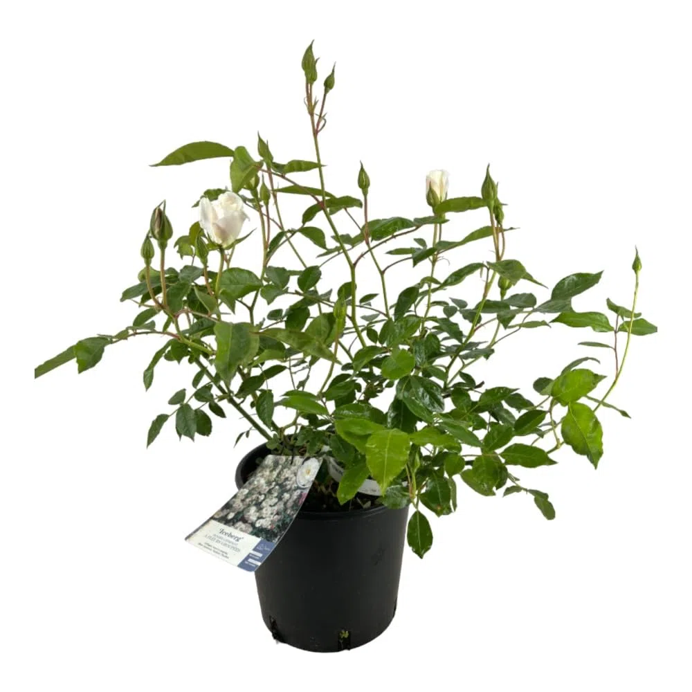 AMDGarden Pianta Rosa Brevettata Iceberg Bianca Rampicante in Vaso 19 cm per Esterni