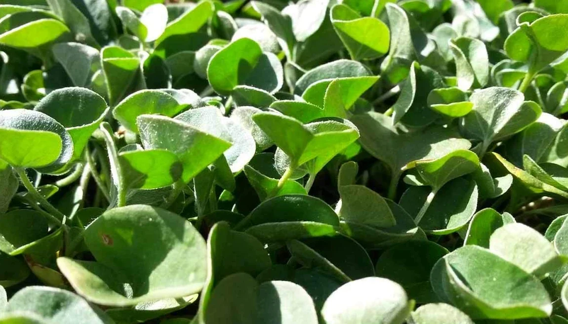 Bottos DICONDRA REPENS, Semi di Dichondra, Tappeto Erboso a Bassa Manutenzione, Alta Densità, Ideale per Giardini e Parchi, Dosaggio 10-20 g/m², 1Kg