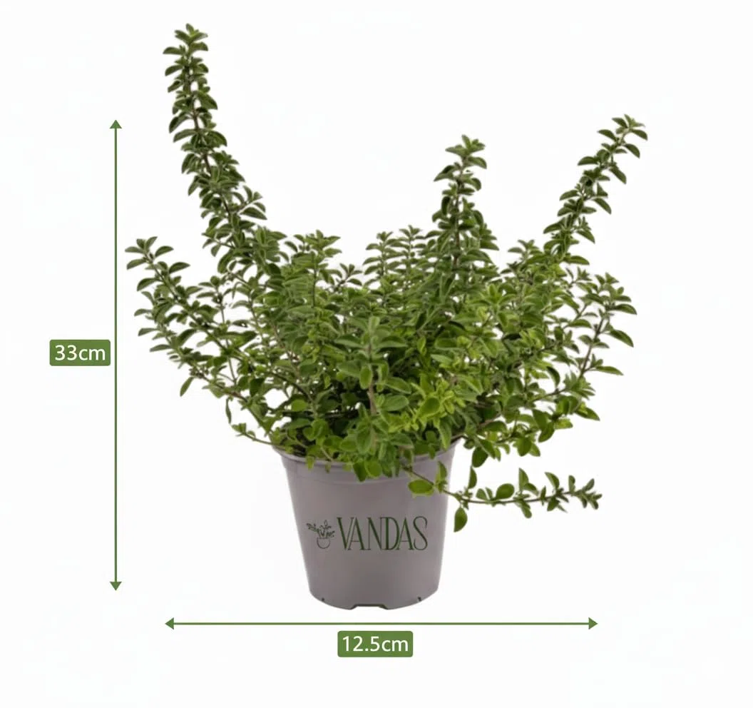 VANDAS Origano Comune – Pianta Aromatica Mediterranea | Foglie Profumate Ideali per Cucina | Vaso 12.5cm | Facile da Coltivare | Made in Italy
