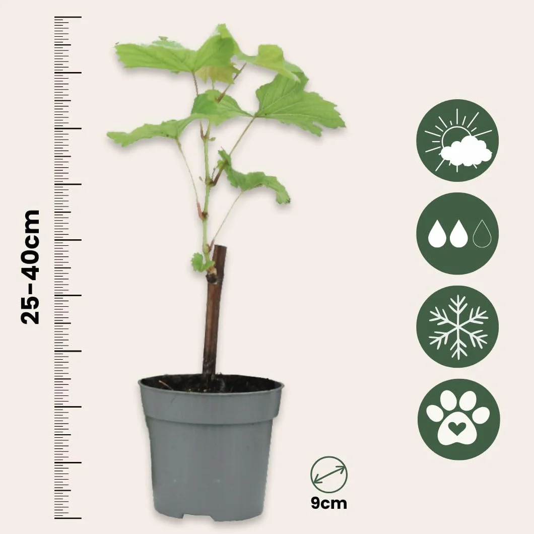 Plant in a Box - Piante di uva - Mix di 3 - Vitis Vinifera - Uva - Vaso 9cm - Altezza 25-40cm