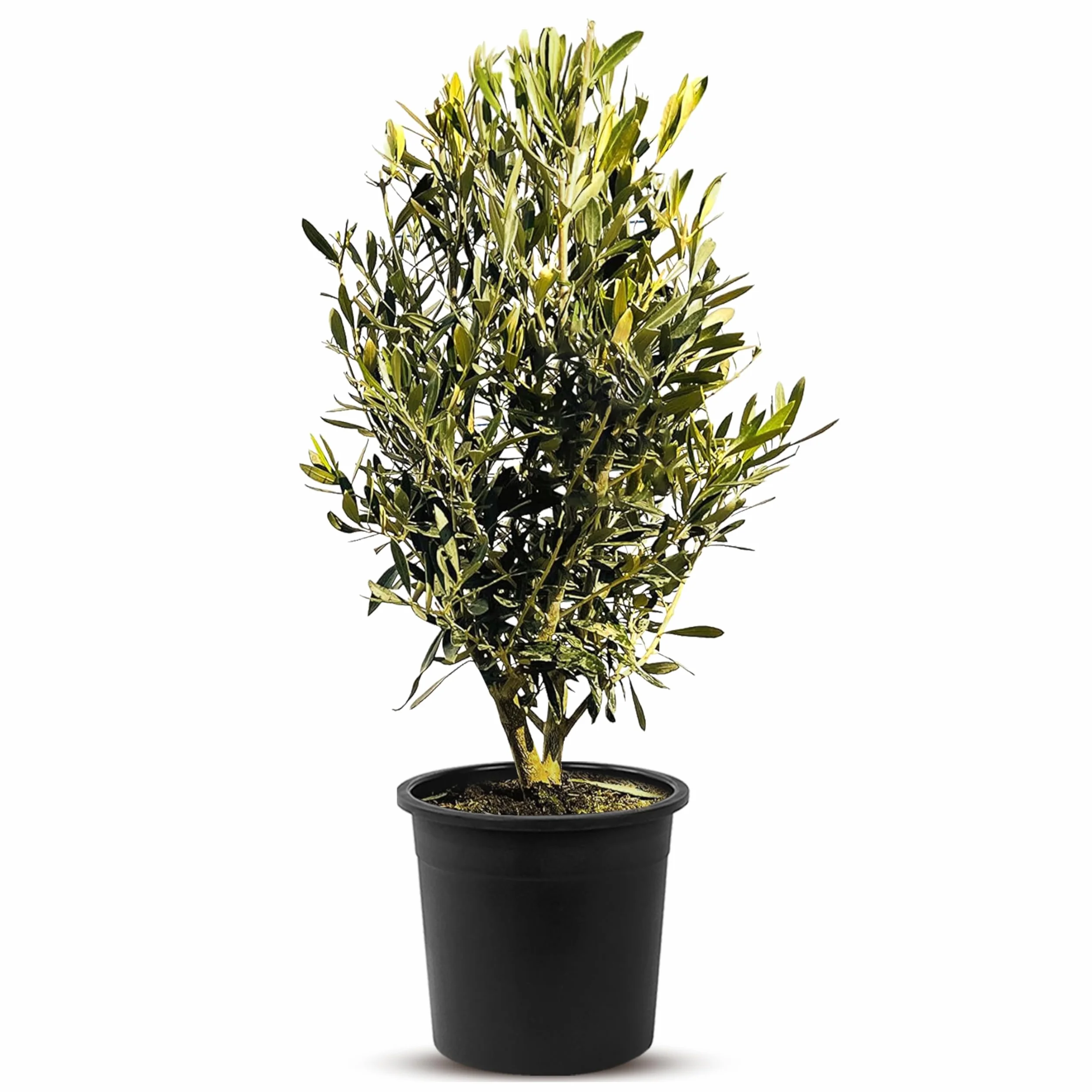 Sunny Tree - Ulivo Olea Europea a a forma di arbusto - Olivo sempreverde - Resistente all'inverno -18 - Altezza 80-100 cm incl. vaso - A+ ware