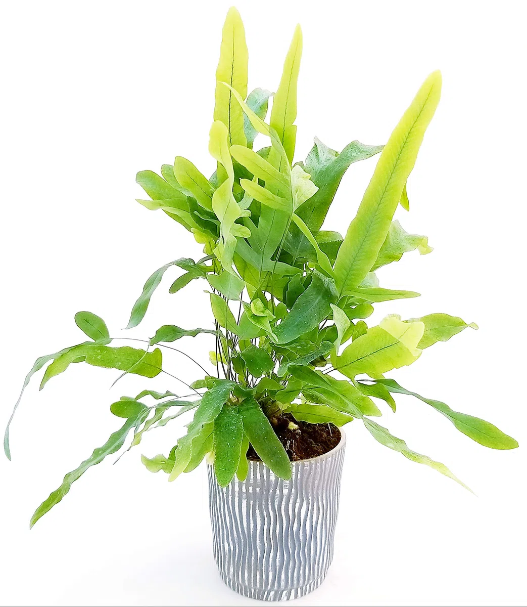 POWERS TO FLOWERS - FELCE PHLEBODIUM AUREUM BLUE STAR IN VASO CERAMICA A RIGHE GRIGIO-BIANCO, pianta vera