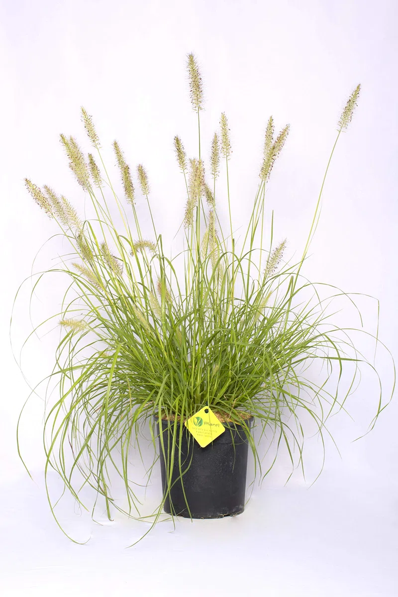 PENNISETUM Piante da siepe sempreverde, Pianta da esterno longeva e versatile con forma a fontana, Diametro vaso 19 cm (Pennisetum Hameln Yellow)