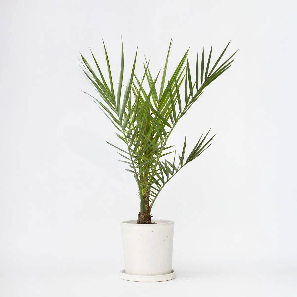 Plant in a Box - Palma datteri delle Canarie - Phoenix canariensis - Altezza 50-60cm - ⌀15cm