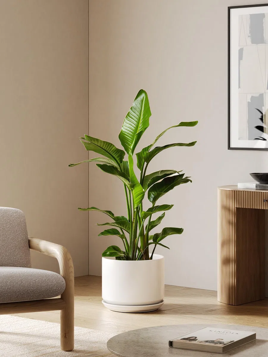 LE TAUCI Vaso per Piante da 30 cm, Vaso con Sottovaso Integrato e Foro di Drenaggio, Vaso in Ceramica Grande, Moderno e Resistente per Casa o Ufficio, Bianco Smalto Opaco