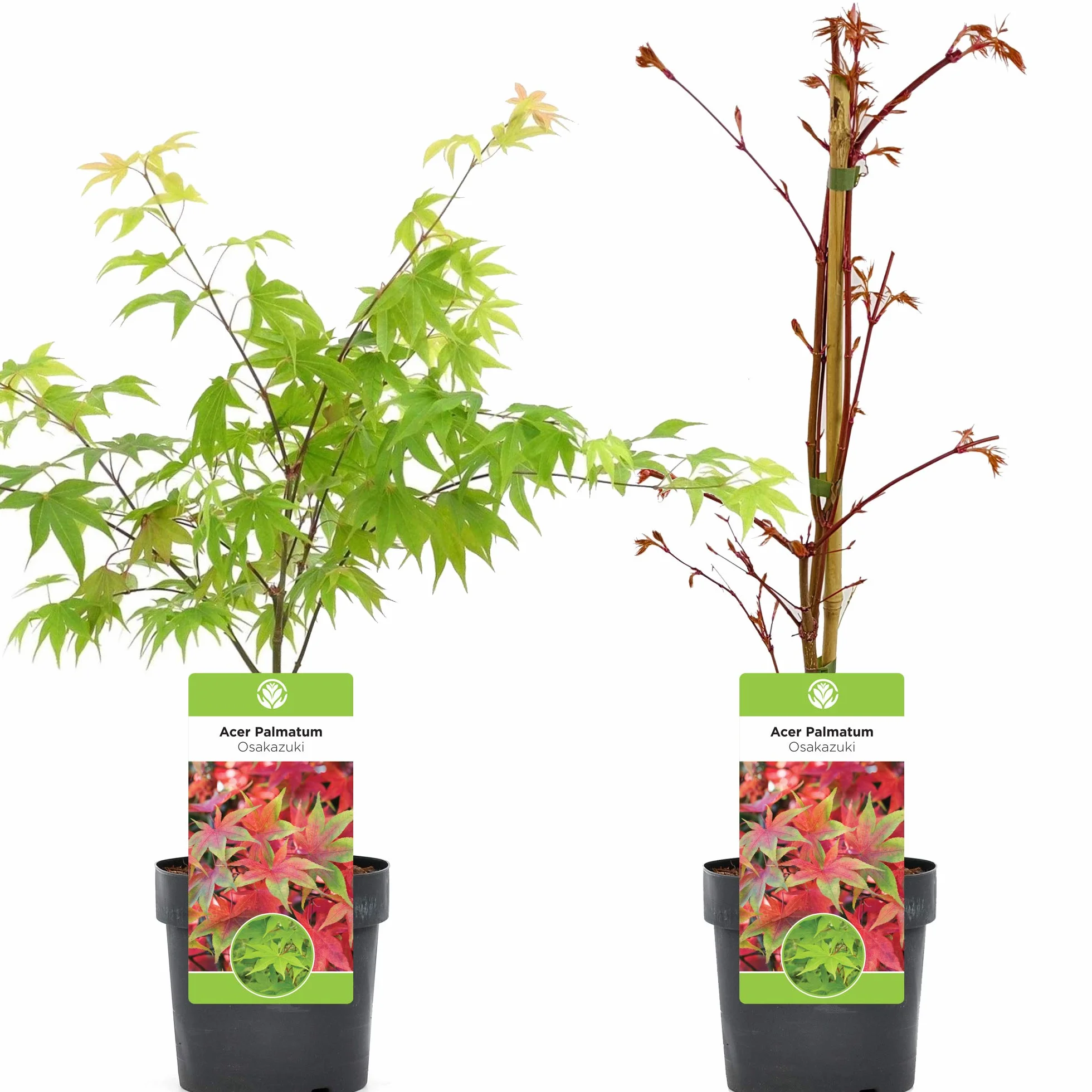 Acer palmatum "Osakazuki" | Acero giapponese Pianta da giardino a fogliame deciduo Arbusto in vaso