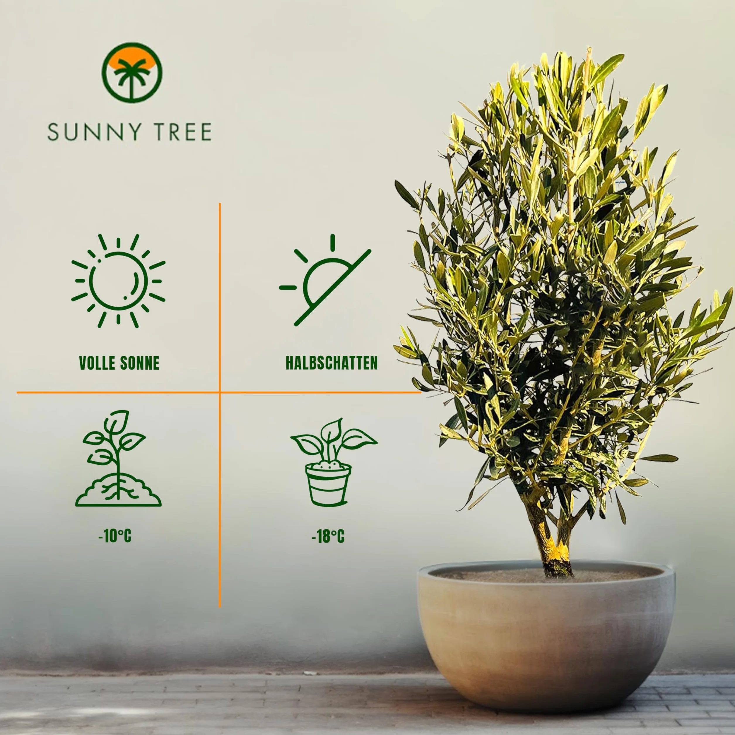 Sunny Tree - Ulivo Olea Europea a a forma di arbusto - Olivo sempreverde - Resistente all'inverno -18 - Altezza 80-100 cm incl. vaso - A+ ware
