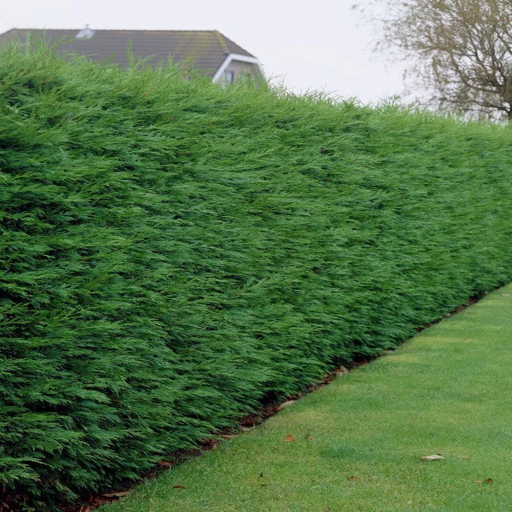 Leylandii verdi - Alberi da privacy a crescita rapida, schermatura sempreverde, bassa manutenzione e resistenza alla siccità.