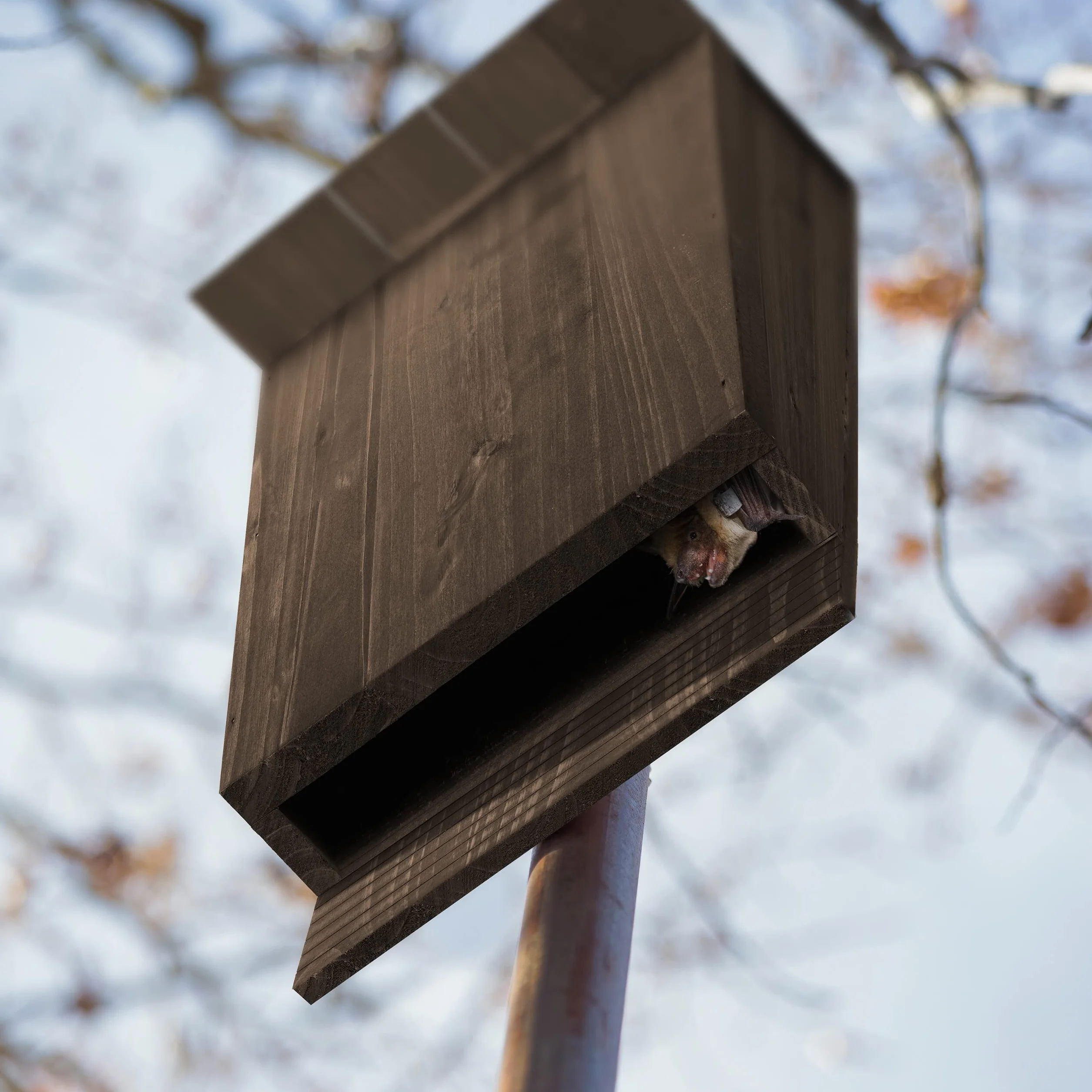 Relaxdays Rifugio per Pipistrelli, Nido Casetta XL, Pipistrellini, Bat Box, Bathouse, HLP: 37x22x12,5 cm, Legno, Marrone