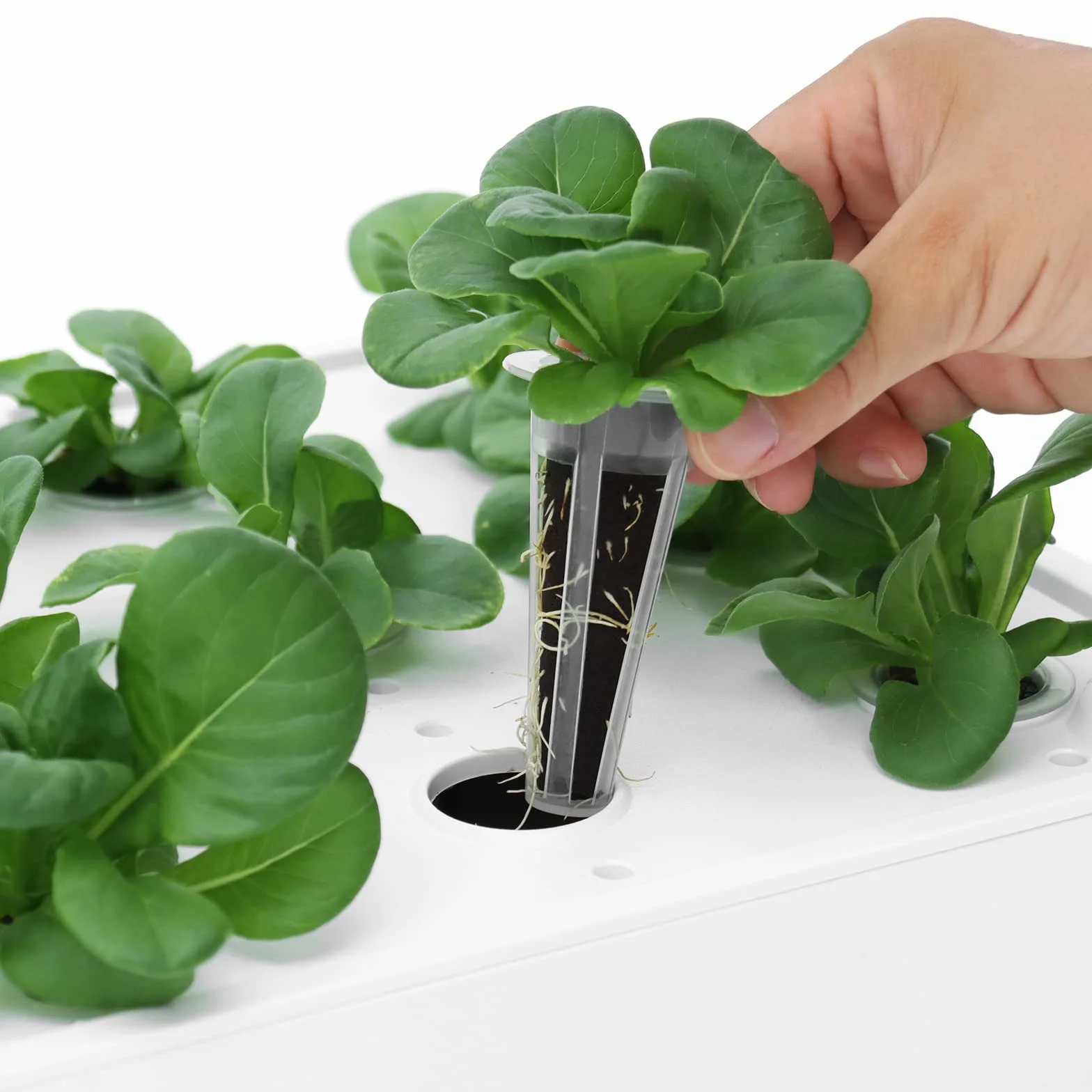 iDOO Spugne di Ricambio per il Sistema di Crescita (60pcs.), Ricambio Spugne di Torba Biologica per Sistema di Giradino Interno Hydrophonics a 12 baccelli