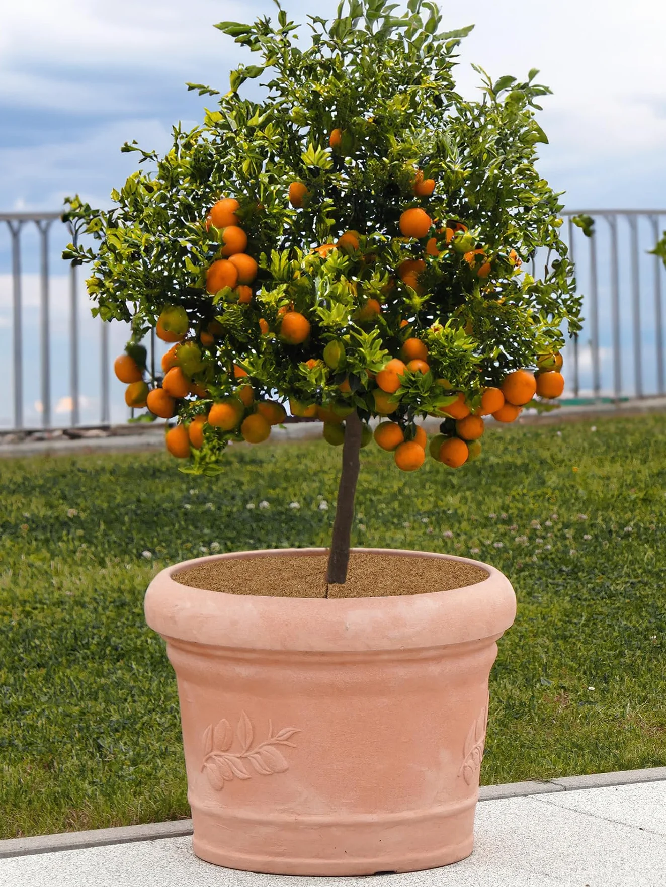 La cordeline 10 Dischi di pacciamatura in Fibra di Cocco Naturale, Ø 30 cm, 900 g/m², Tappetino di Protezione Contro Le Erbacce, Isolamento Termico e Protezione Naturale delle Piante