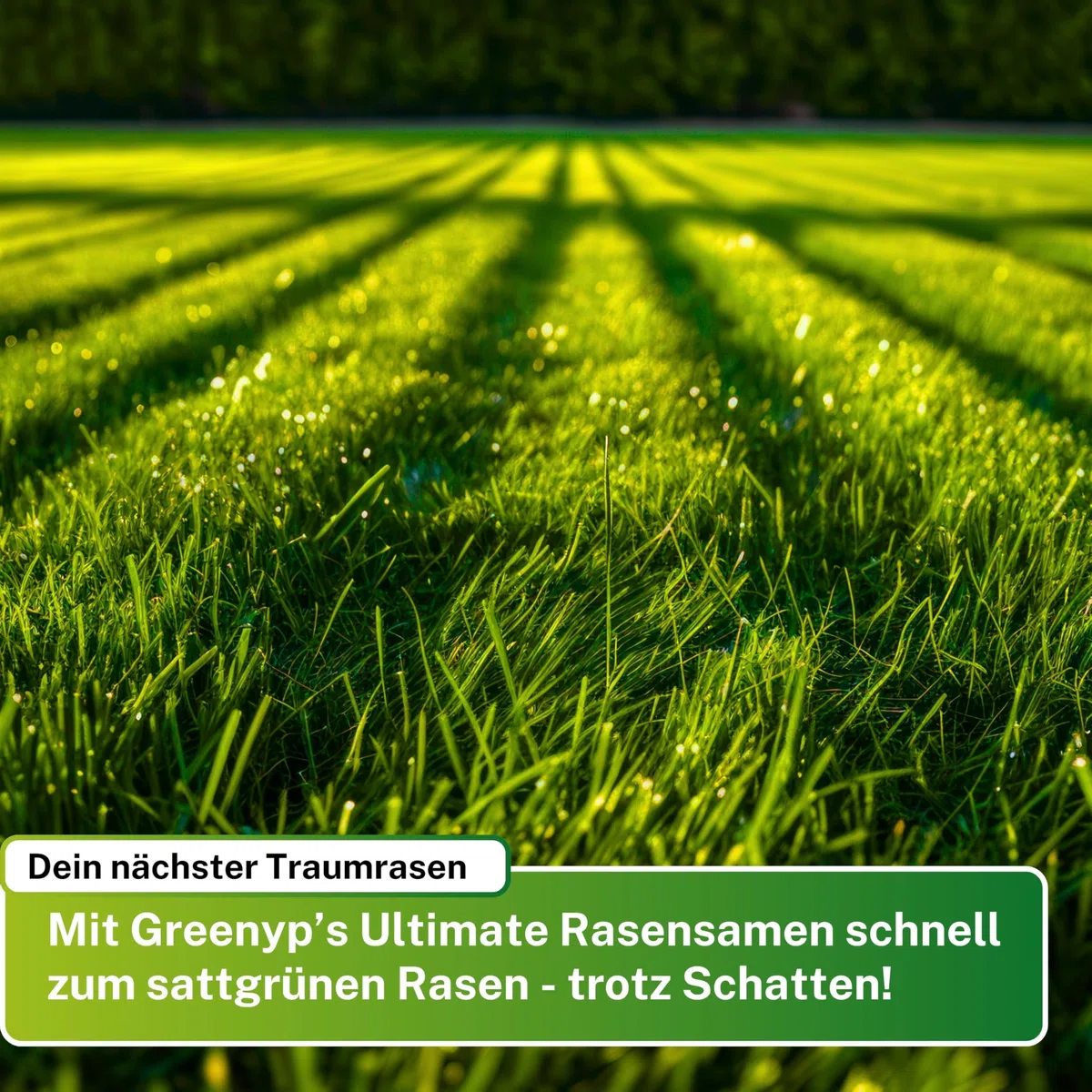 Greenyp® Ultimate I Premium RSM - Erba ombreggiata con 100% RSM, 5 kg per 200 m², seme di erba, seme di erba per luoghi ombreggiati e asciutti
