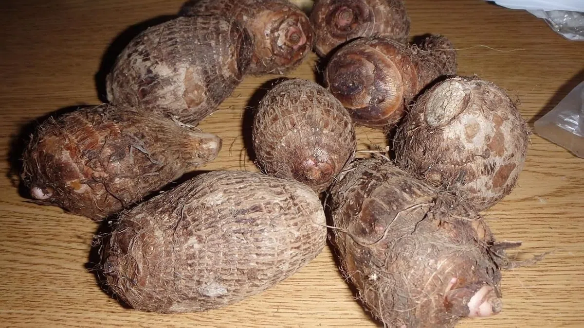 Bellissimo Rizoma Di Orecchie di Elefante, Resistenti Al Freddo E Alla Siccità, Facile Da Coltivare, Adatto A Primavera E Autunno-5 rizoma-A