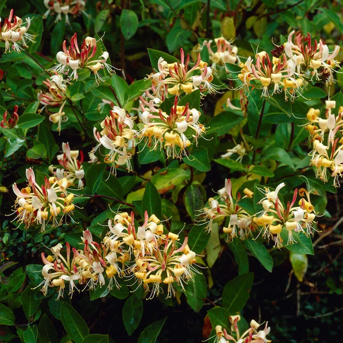 Bloomique - Lonicera henryi - Caprifoglio - Arancione e rosso - Rampicante - Pianta da giardino - Sempreverde - Resistente al freddo - Alta 50-70 cm - Vaso da 15 cm