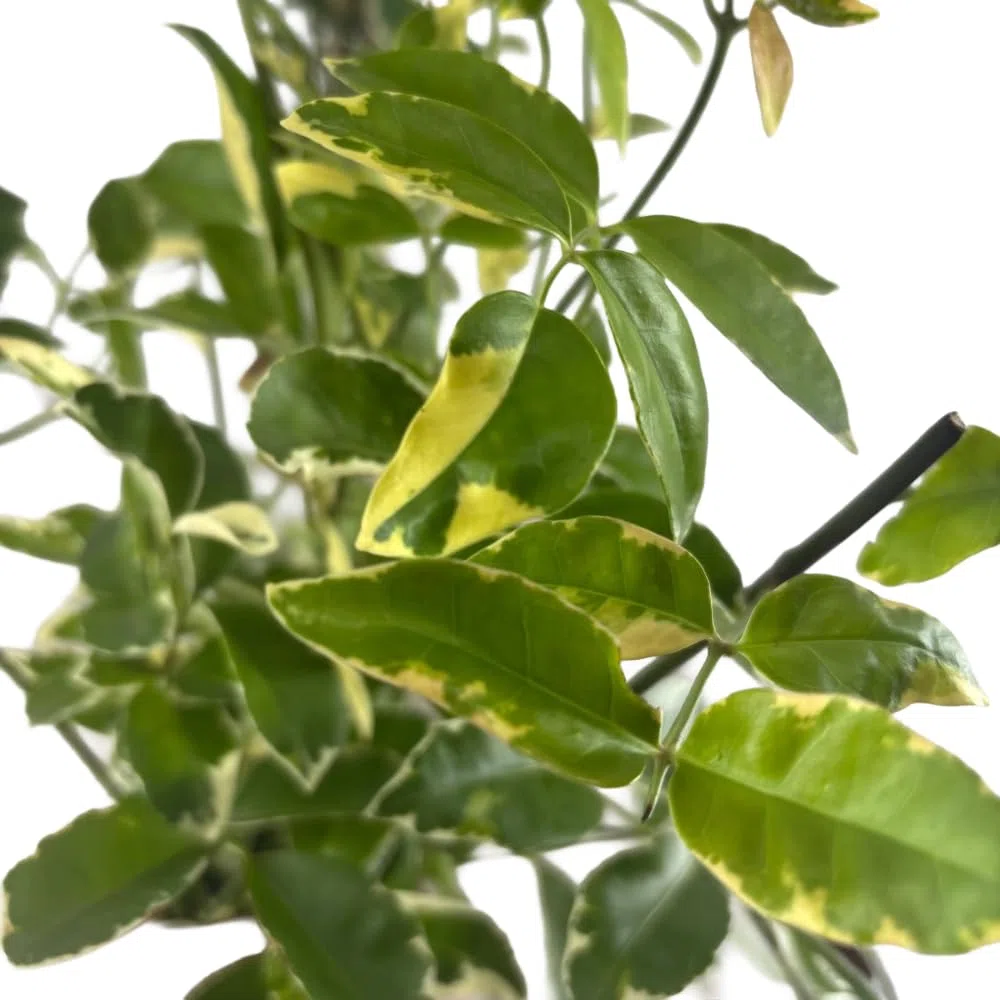 Pianta di Pandorea Jasminoides Bignonia Variegata Rampicante Sempreverde h 150 cm Fiore Rosa Vaso 18 cm per Esterni