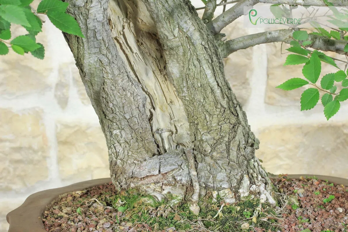 Bonsai di Olmo Campestre (54)
