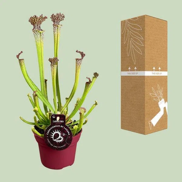 Pianta carnivora – Sarracenia Farnhamii – Ø 12 cm – 40 cm – Pianta tubolare esotica per interni – Pianta carnivore facile da pulire