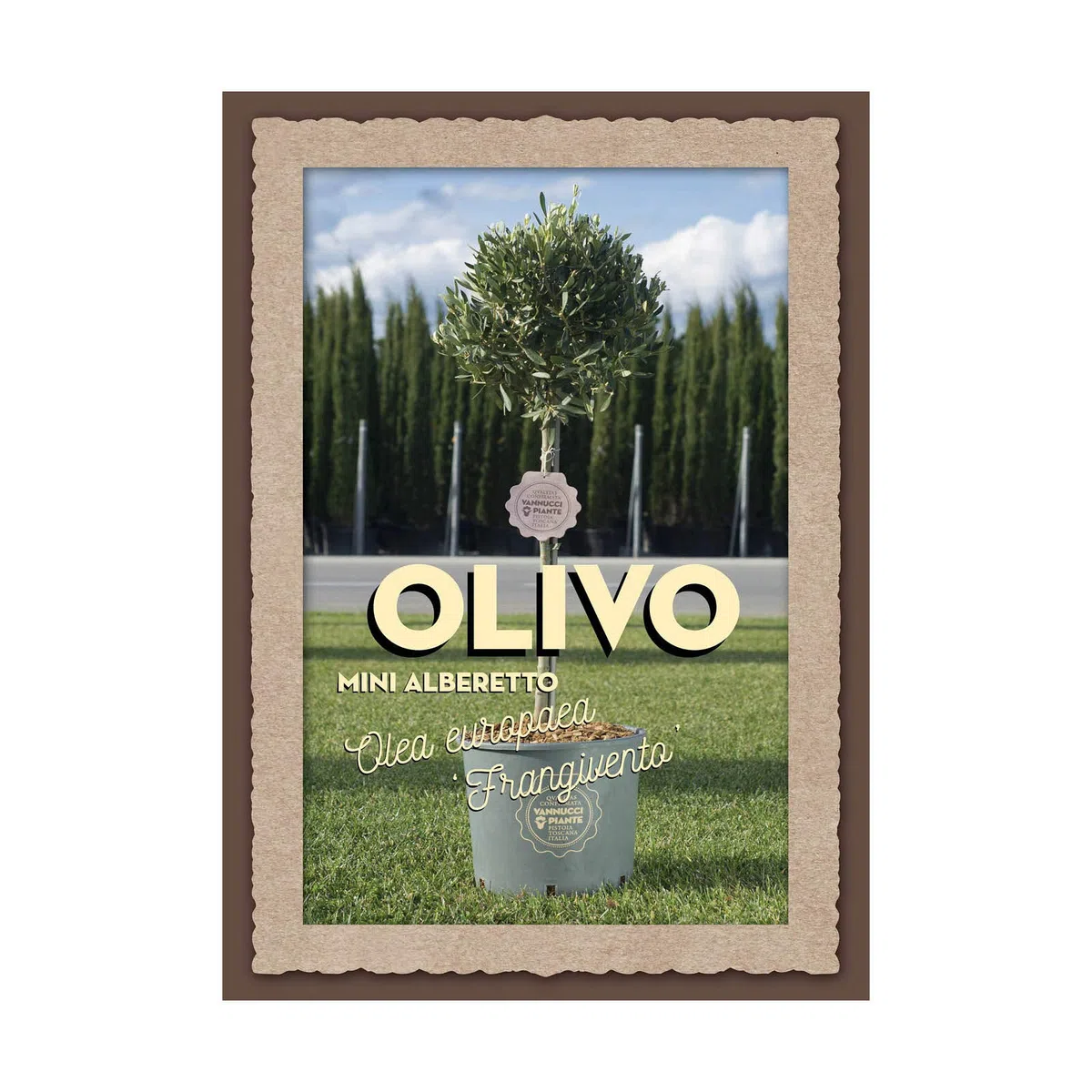 Vannucci Piante - Olea europaea Frangivento, Olivo, Pianta vera in vaso, Pianta da frutto, Mini alberetto