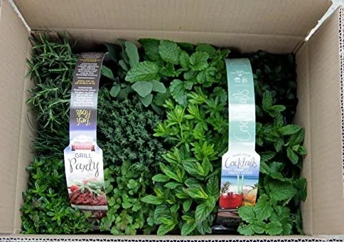 ERBE AROMATICHE in set da n.6 vasi per insaporire grigliate + set da n. 6 vasi per guarnire e aromatizzare COCKTAIL e TISANE (in vaso Ø 9 cm)