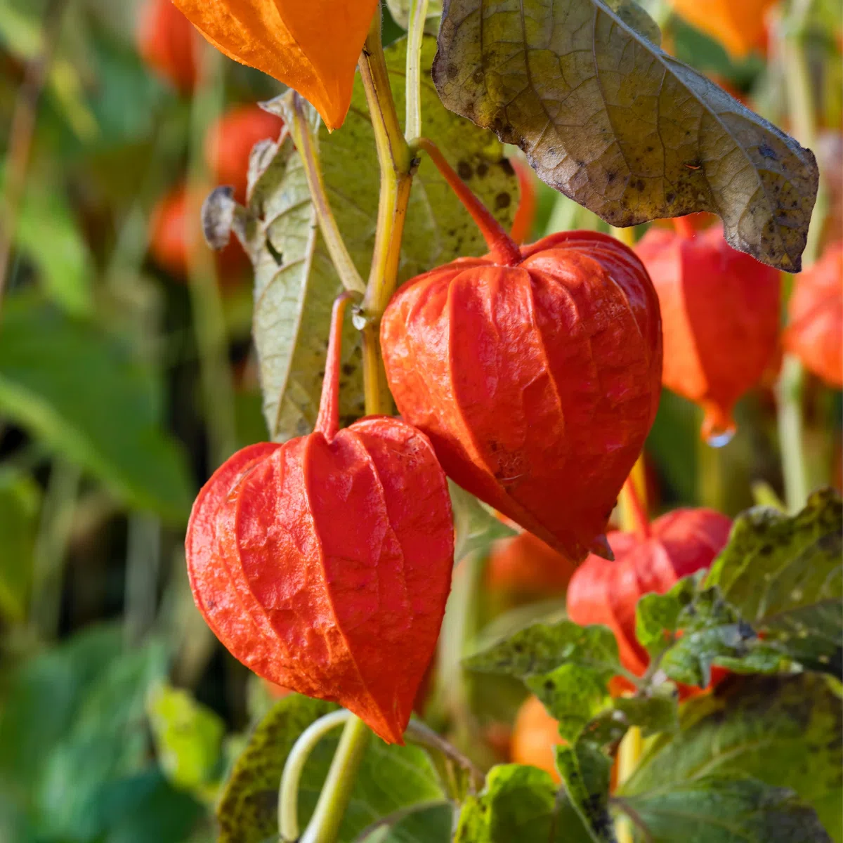 Bloomique - Set di 3 - Physalis alkekengi ‘Franchetii’ - Alchechengi (pianta lanterna) - Resistente al freddo - Altezza 10-20 cm - Vaso 9x9 cm