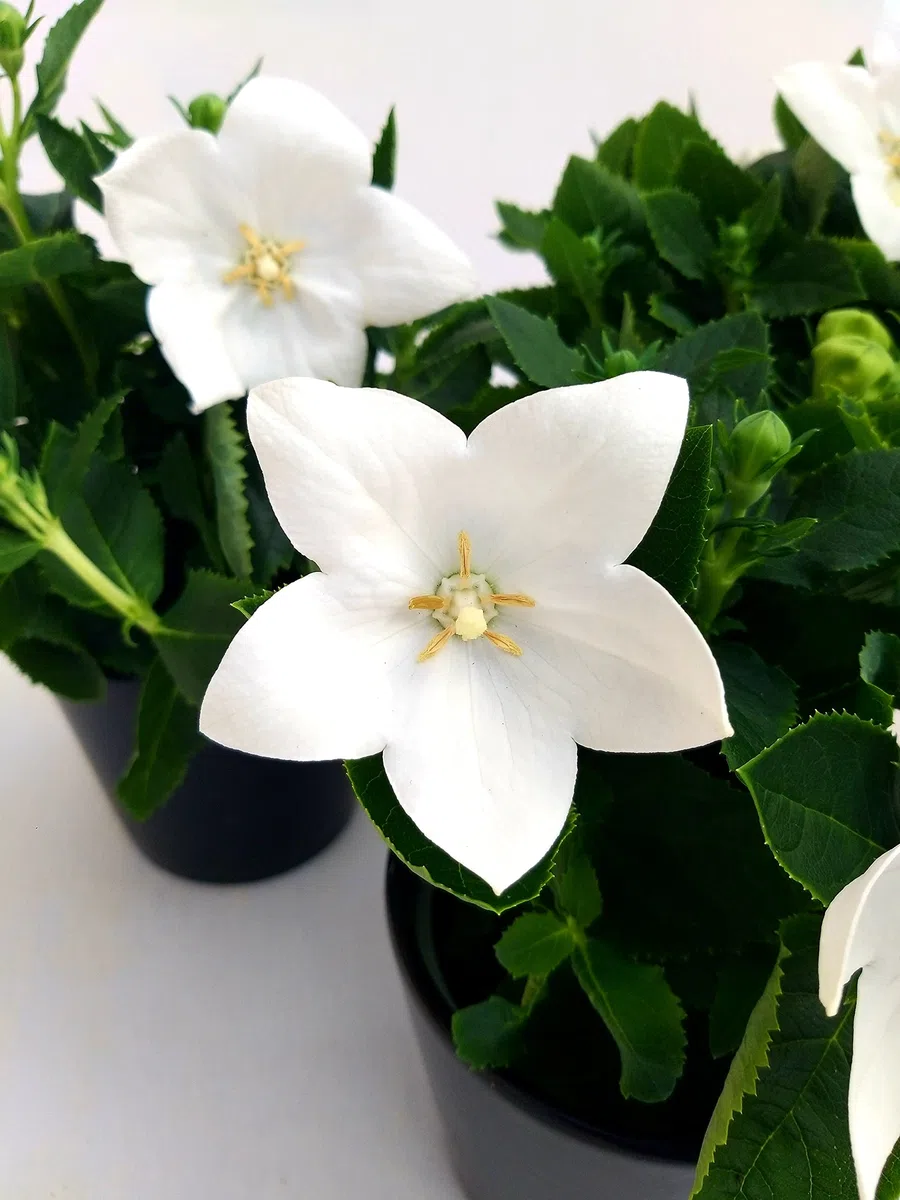 POWERS TO FLOWERS - PLATYCODON TRICOLORE BLU - ROSA - BIANCO, 3 PIANTE, piante vere