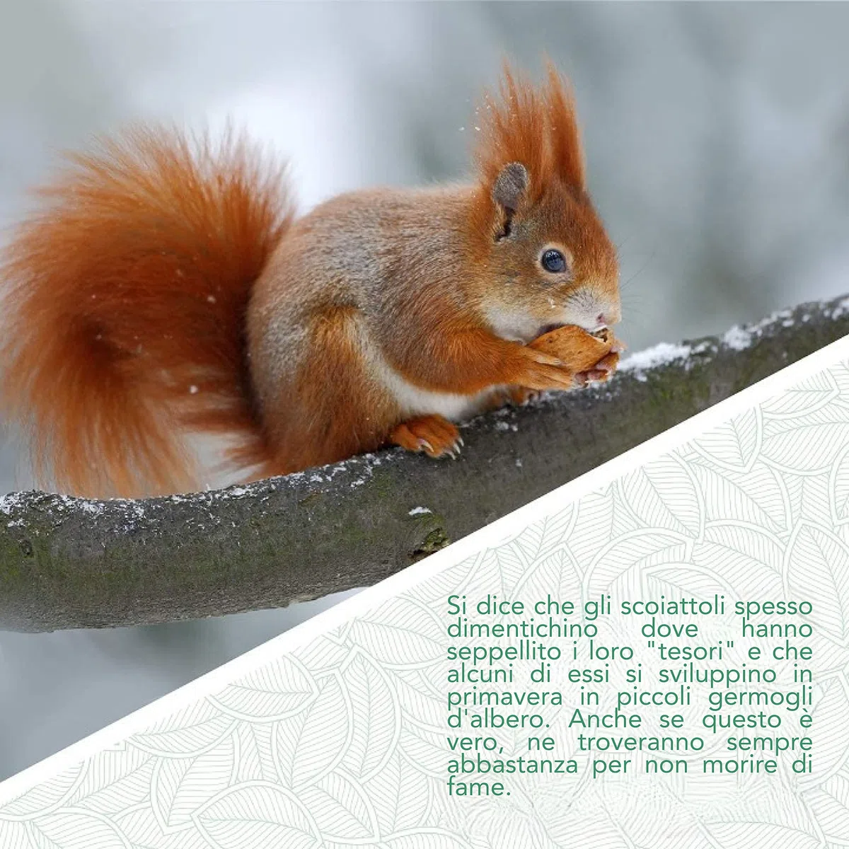 WILDLIFE FRIEND | Mangiatoia Scoiattoli- Casetta ecologica per scoiattoli, Mangiatoia Scoiattoli da esterno con Finestra in Plexiglass, Resistente alle Intemperie - in Legno di Pino e Tetto in Zinco
