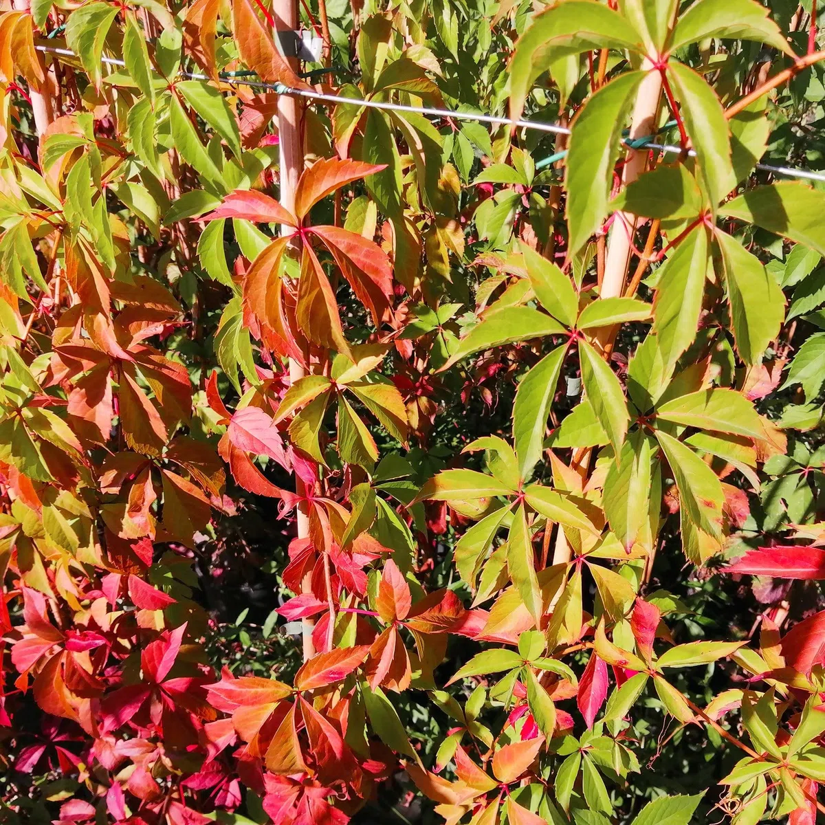 Vite Canadese, 2 piante alte 40-60 cm, vaso 8, Vite americana, Parthenocissus quinquefolia