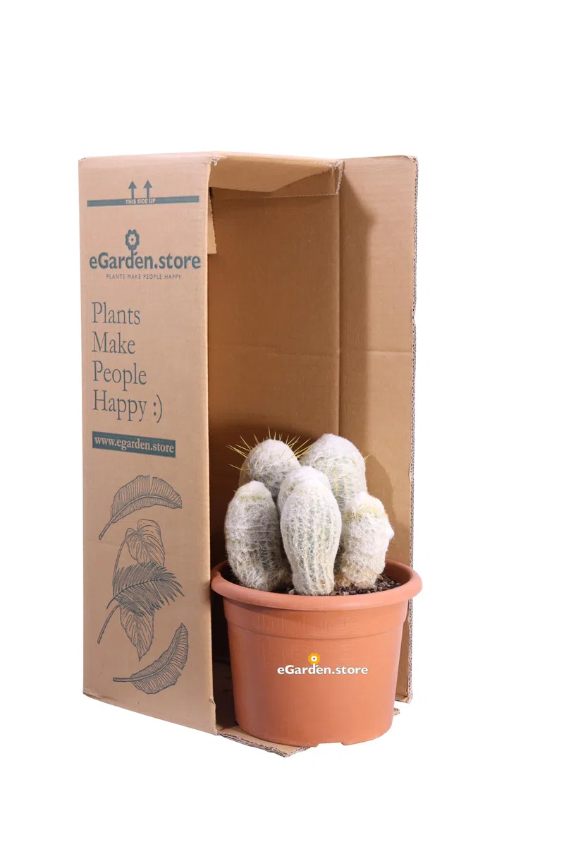 Pianta di Espostoa Nana Pianta di Cactus Lanoso pianta grassa Cactus globulare pianta da esterno pianta da interno pianta ornamentale pianta vera venduta da eGarden.store