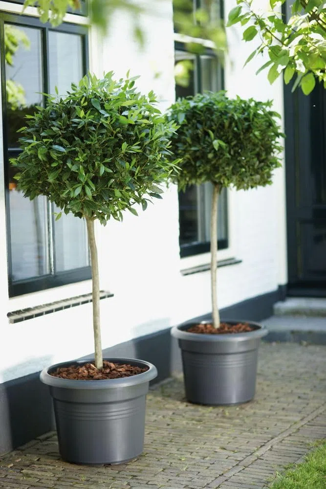 Elho Green Basics Cilinder 65cm Vasi per Piante - Living Black | ∅ 64 x A 48.5 cm | Adatto per uso esterno