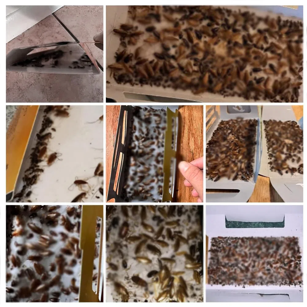 20 pc Trappola per Scarafaggi, Trappole Adesiva Scarafaggi Trappola Anti Blatte per Casa, Cucina, Soggiorno