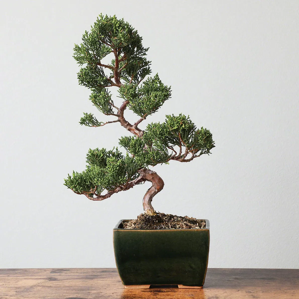 Wazakura Vaso Tokoname per Bonsai 13.5 cm Piccolo Rettangolare Smaltato Verde con Fori di Drenaggio, Realizzato in Giappone, Vasi per Piante in Ceramica per Uso Interno ed Esterno, Fioriera Decorativa