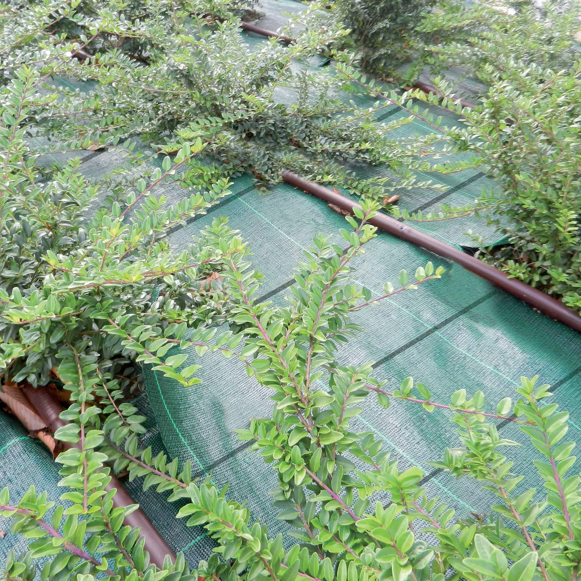 TENAX Cover Pro 1,60x5 m Verde, Telo Antierbacce Professionale per Pacciamatura