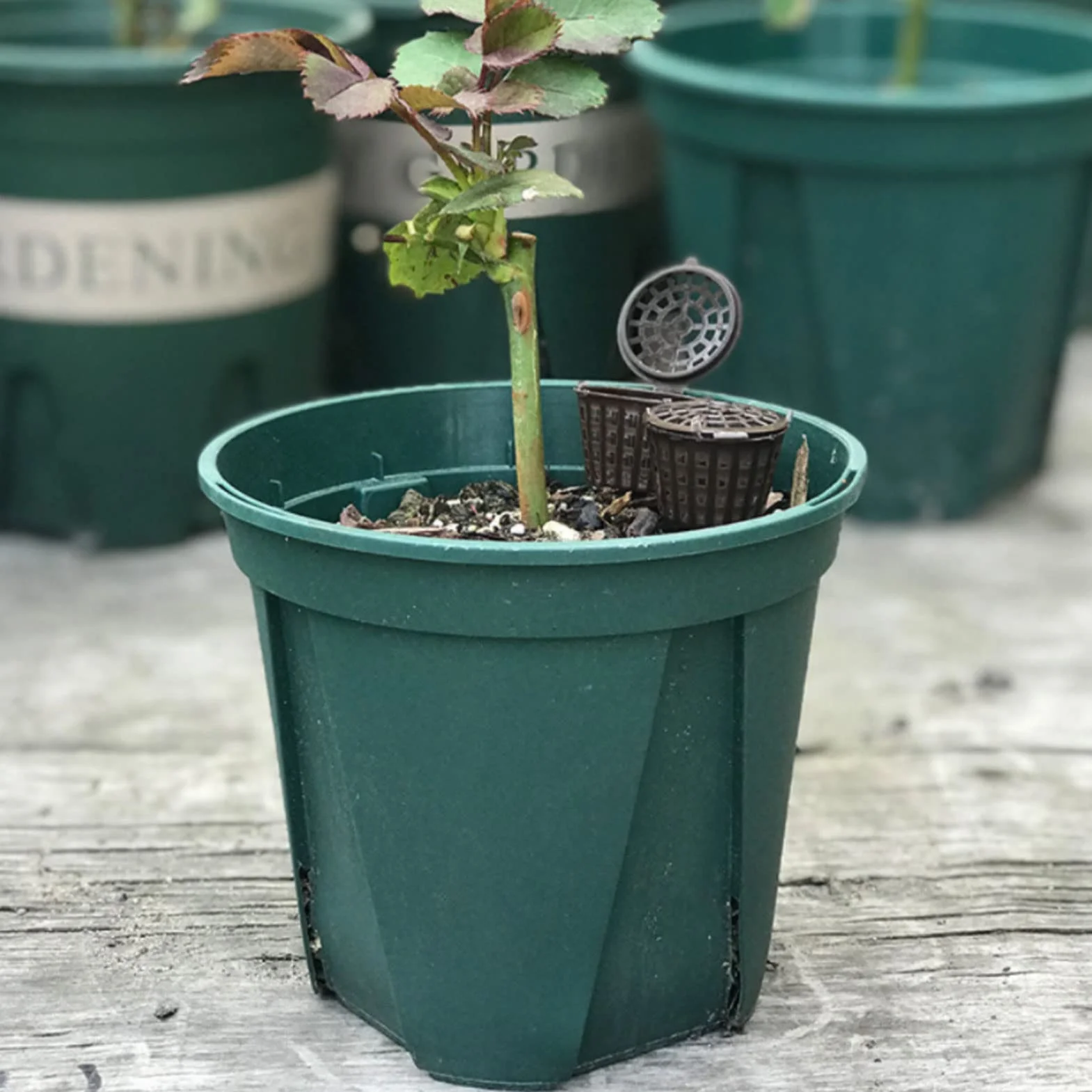 Cestini per Fertilizzante da 50 Pezzi, Scatola di Fertilizzazione in Plastica per Orchidee e Bonsai