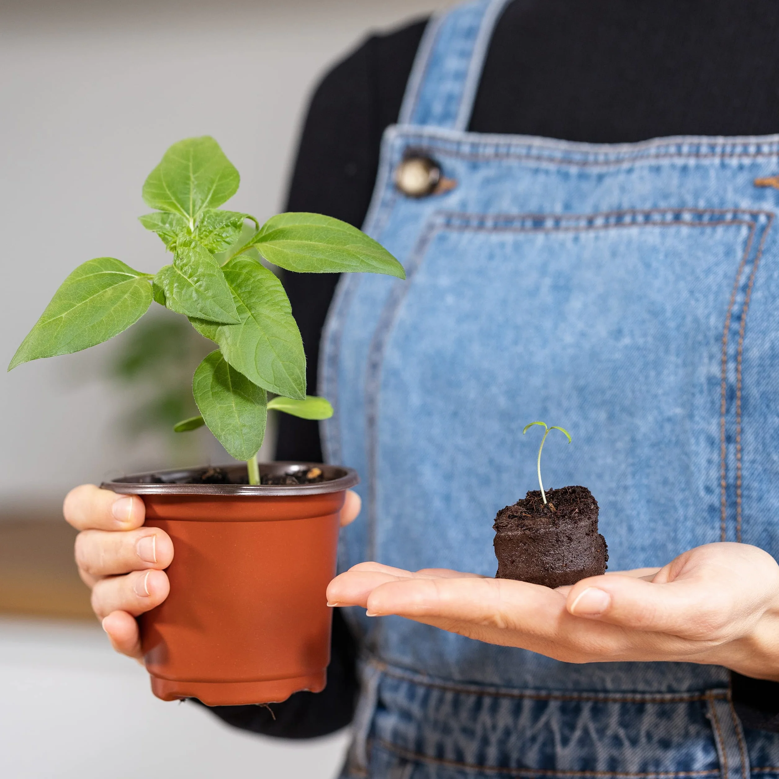 OwnGrown Coco Coir Seed Compost Pellet: 125 Pellet di Cocco per Semi e Terriccio Universale - Compost Senza Torba per Piantine, Orto e Piante Grasse - Vasetti per Piantine e Terriccio per Giardinaggio